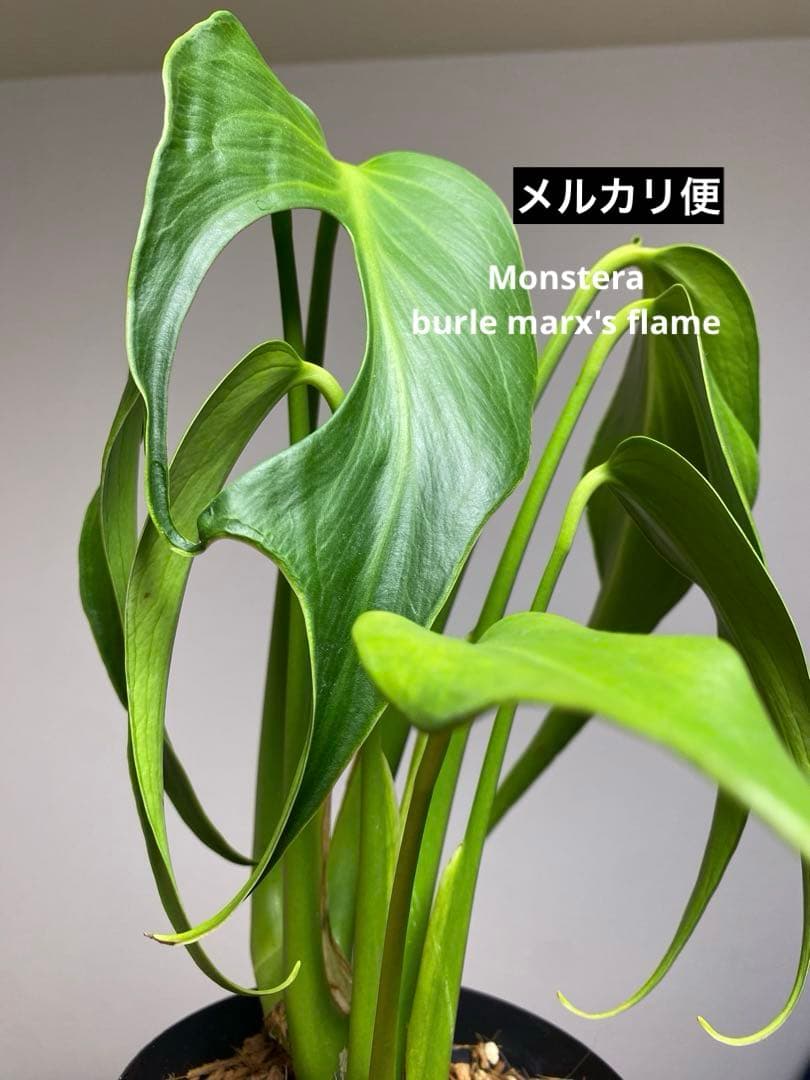 棚整理セール‼️】モンステラ バールマルクス 希少 レア 人気