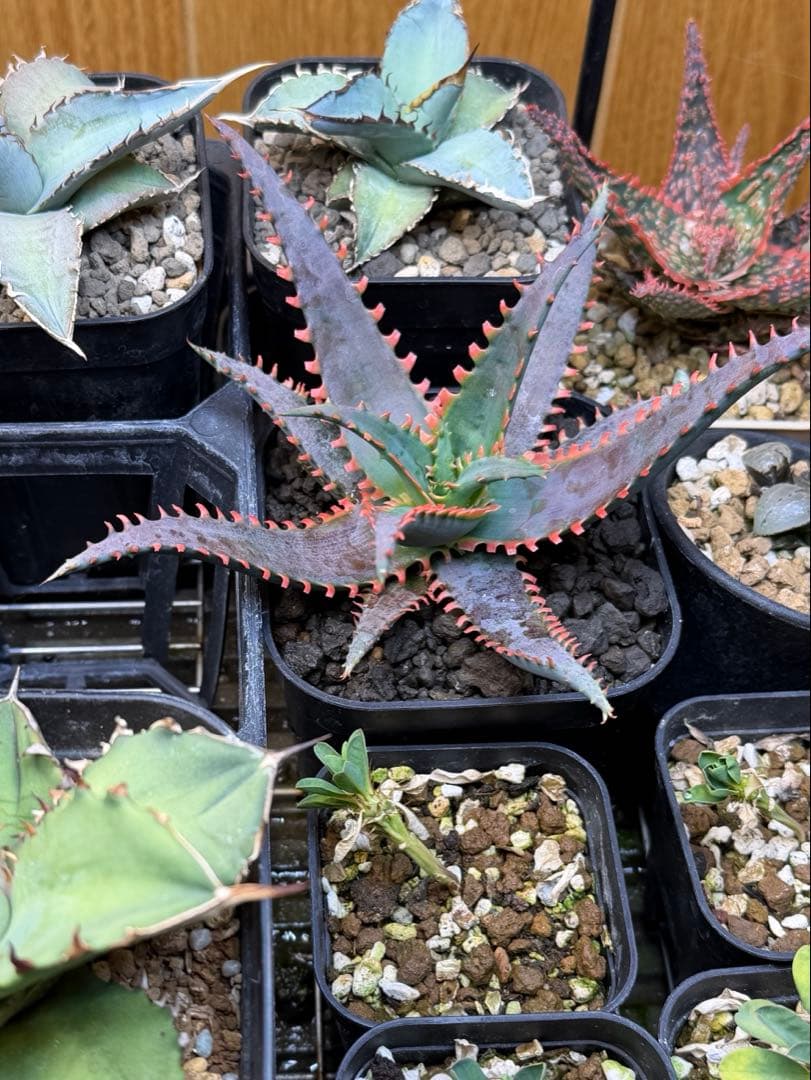 一*様 多肉植物 ハオルチア 太陽の恋人 エメラルドLED変異黄琥珀斑 糊斑