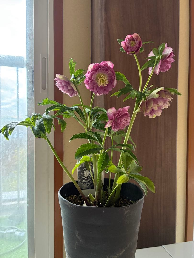 SALE‼︎ 大幅値下げ 広瀬園芸さん 小輪多弁充実株 - メルカリ