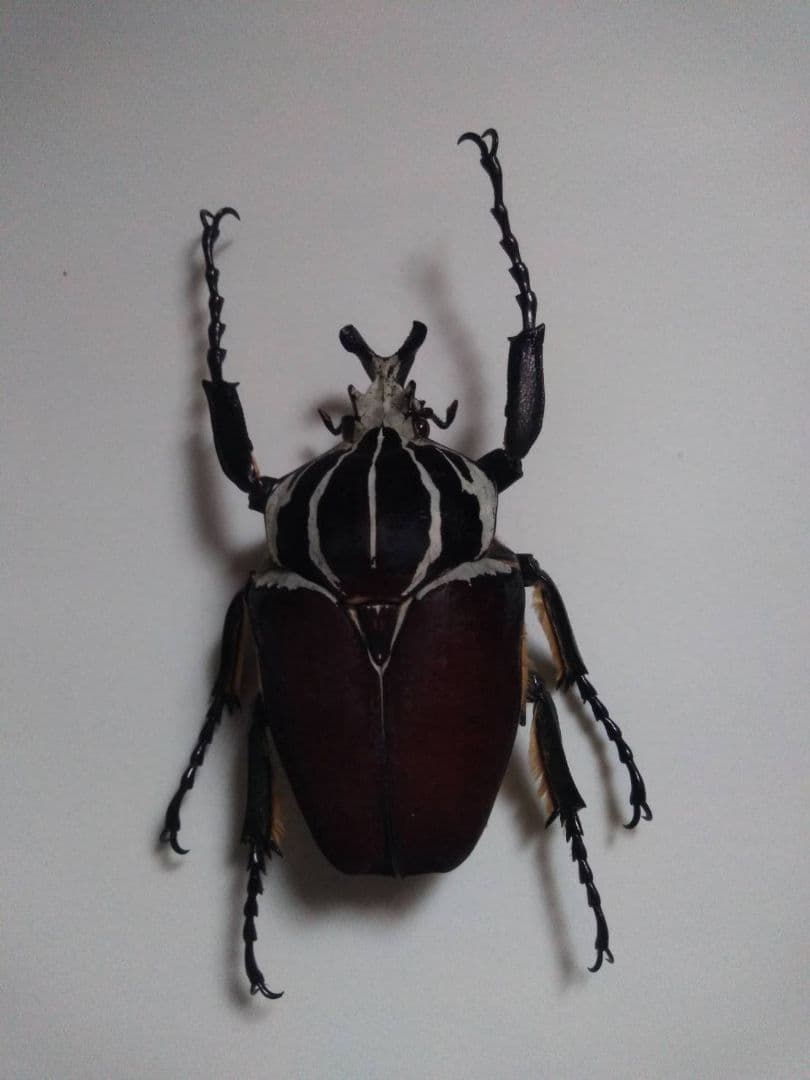 ゴライアスオリエンタリス！大型！標本！の通販はau PAY マーケット