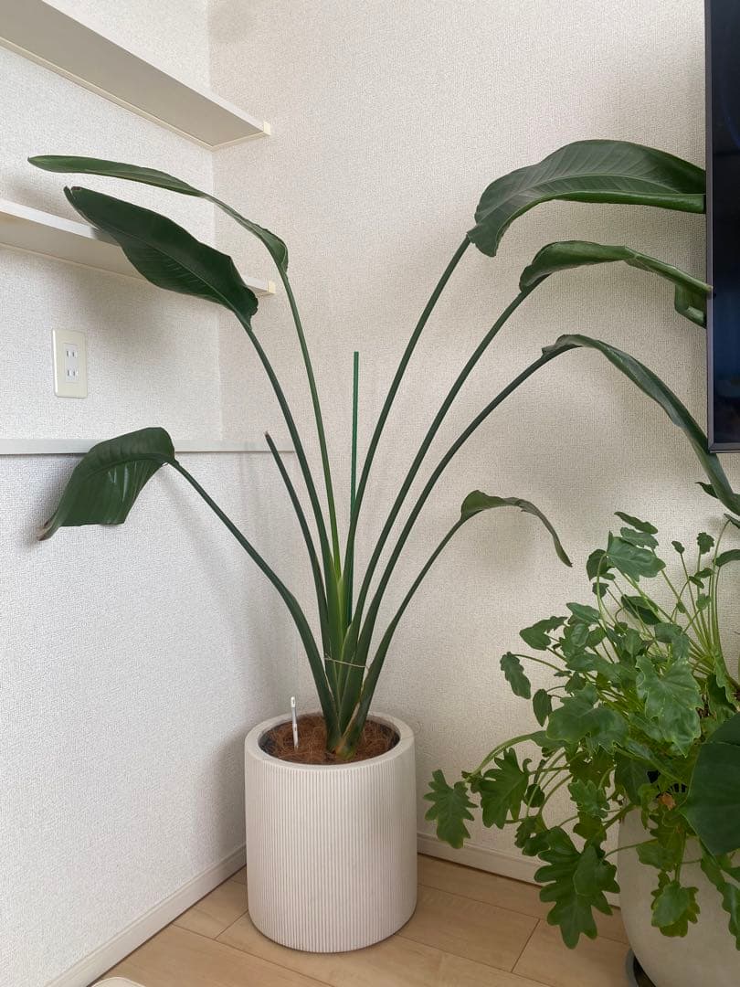 観葉植物 オーガスタ 観葉植物 特大 オーガスタ 特大鉢クリアブラック 樹脂製 | 移転祝い