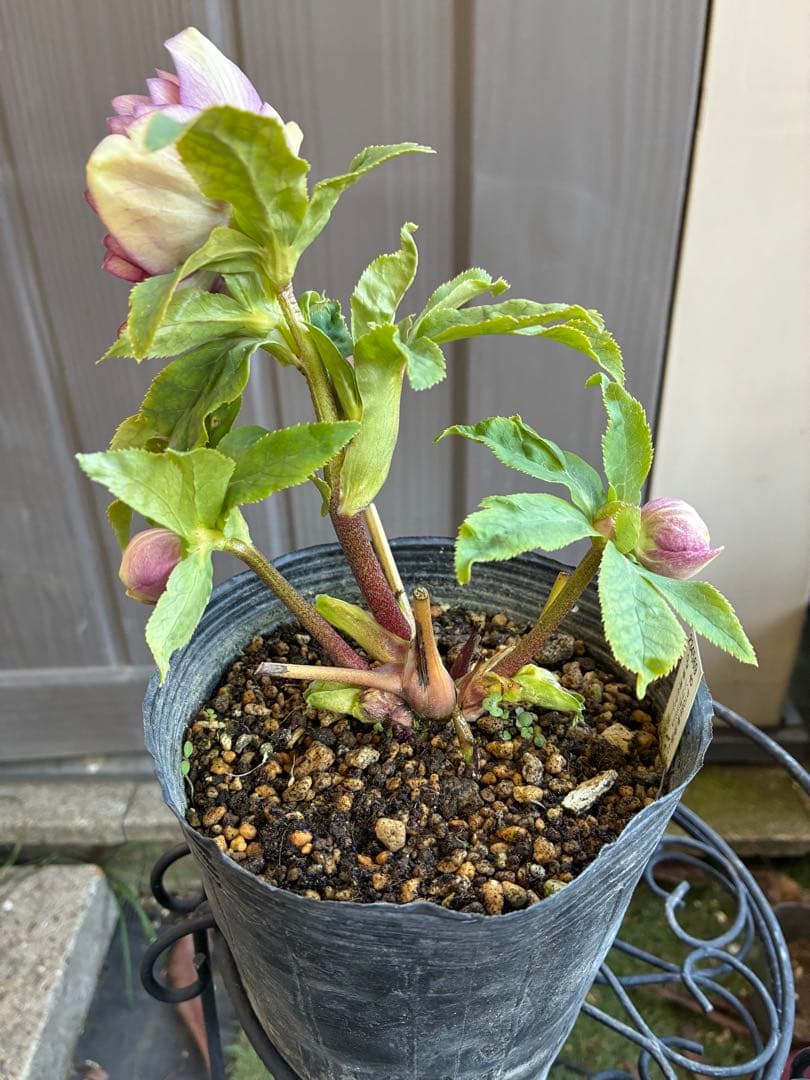 アオサ♡DDレッドゴールド白抜け　整形花