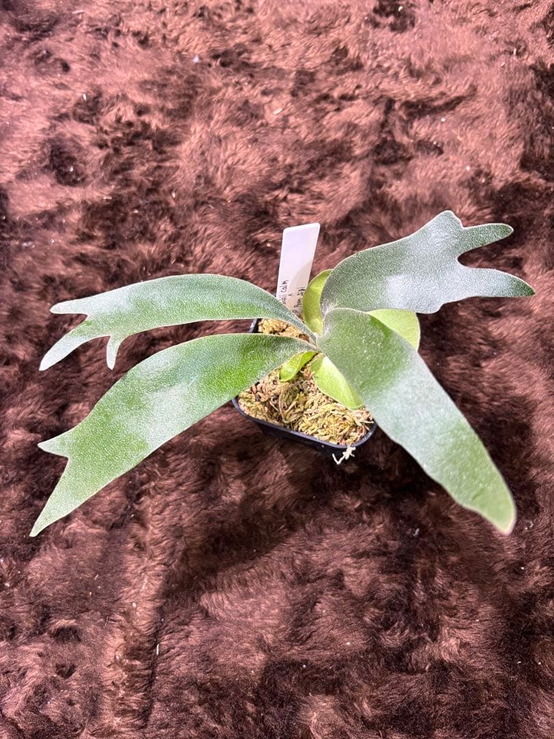 P.willinckii calm×P.FoonSigi sporeling - メルカリ