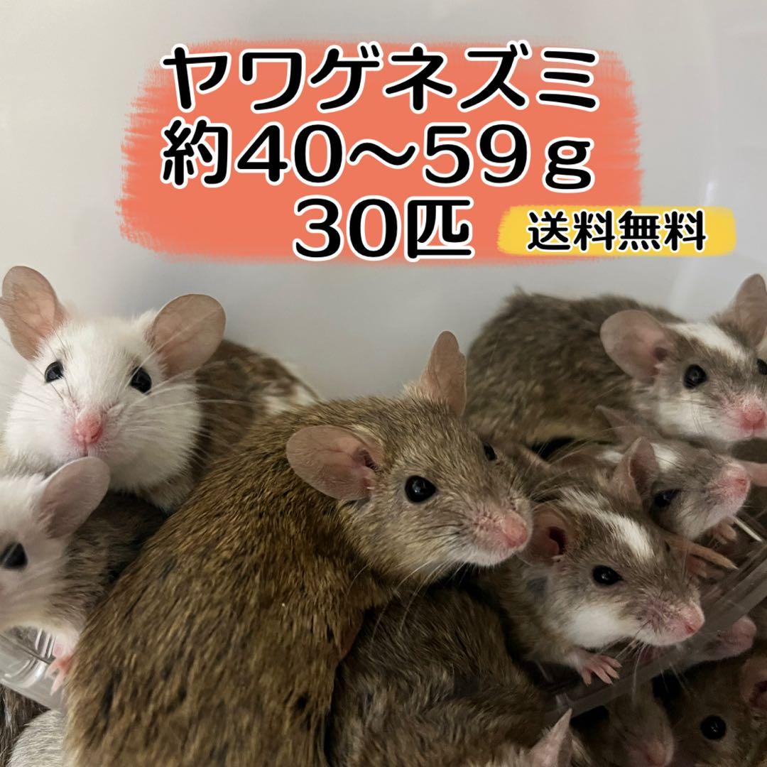 冷凍ヤワゲネズミ20匹 約40～49g送料無料 - メルカリ