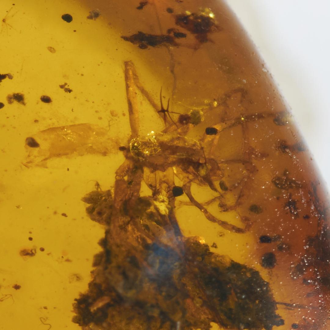 ZB376虫入り琥珀化石 ミャンマー カムティかタナイ産 9900万年前