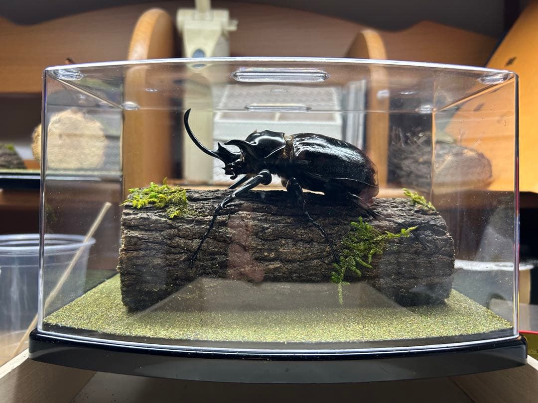 ま*り様 昆虫標本　LIVE標本　マルスゾウカブト 117.6mm