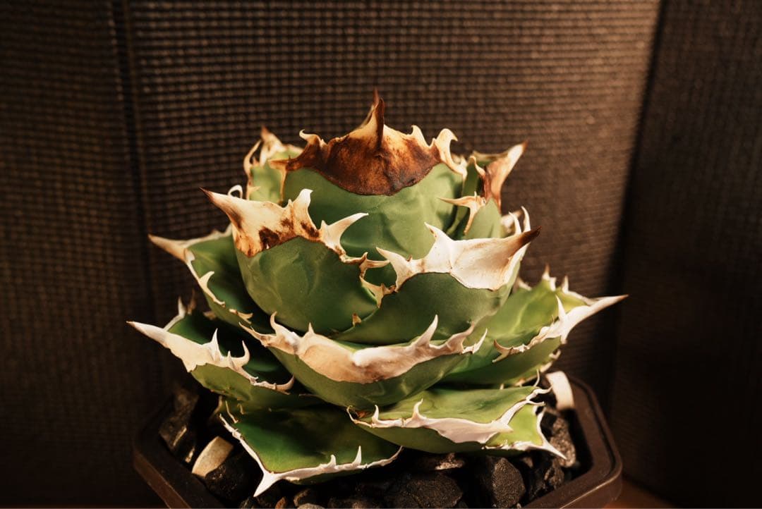 アガベ チタノタ オテロイ トリケラトプス 白犀牛 - メルカリ