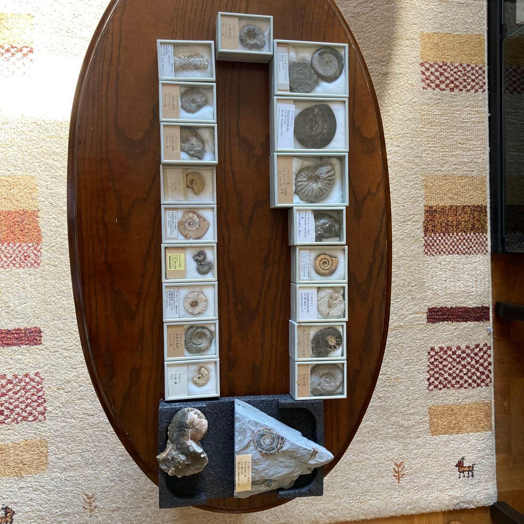 ゆう　アンモナイト