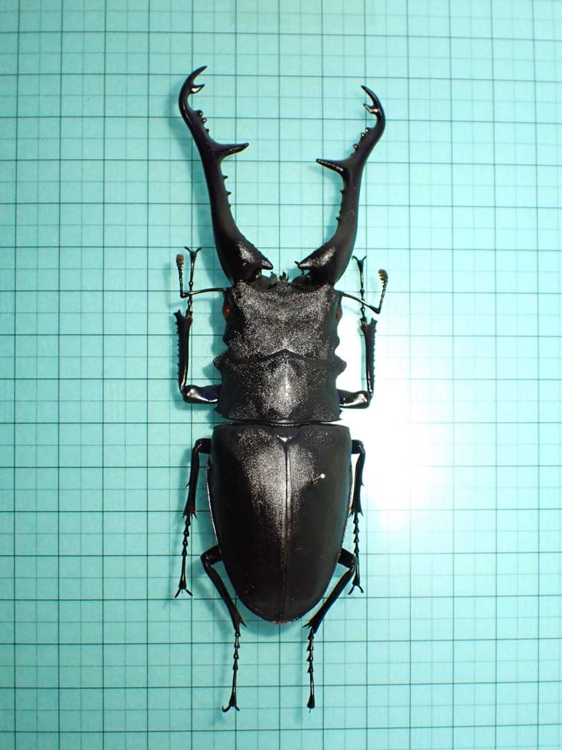 木内【標本】ギラファノコギリクワガタ　フローレス島産 113.3 野外品 インドネシア・フローレス島にて野生のギラファノコギリクワガタの採集