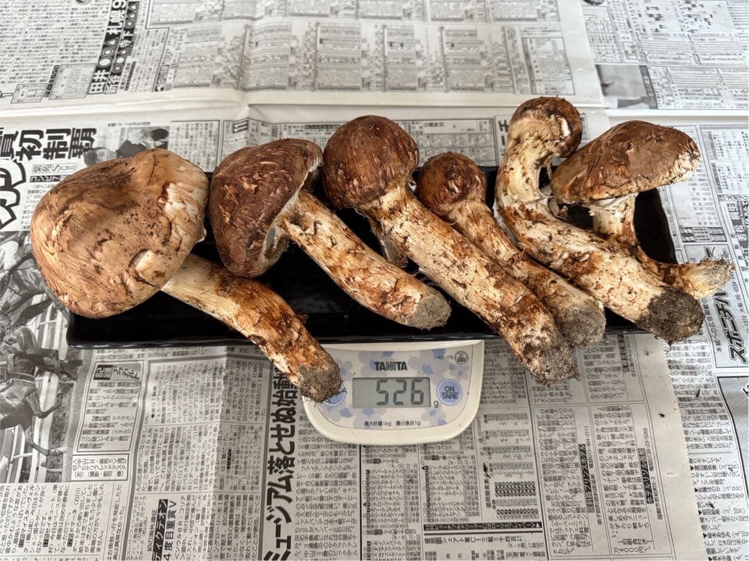 松茸　北海道　500g 訳あり　③　国産 楽天市場】【国産 天然】松茸 500g 採れたてを産直☆ミシュラン3