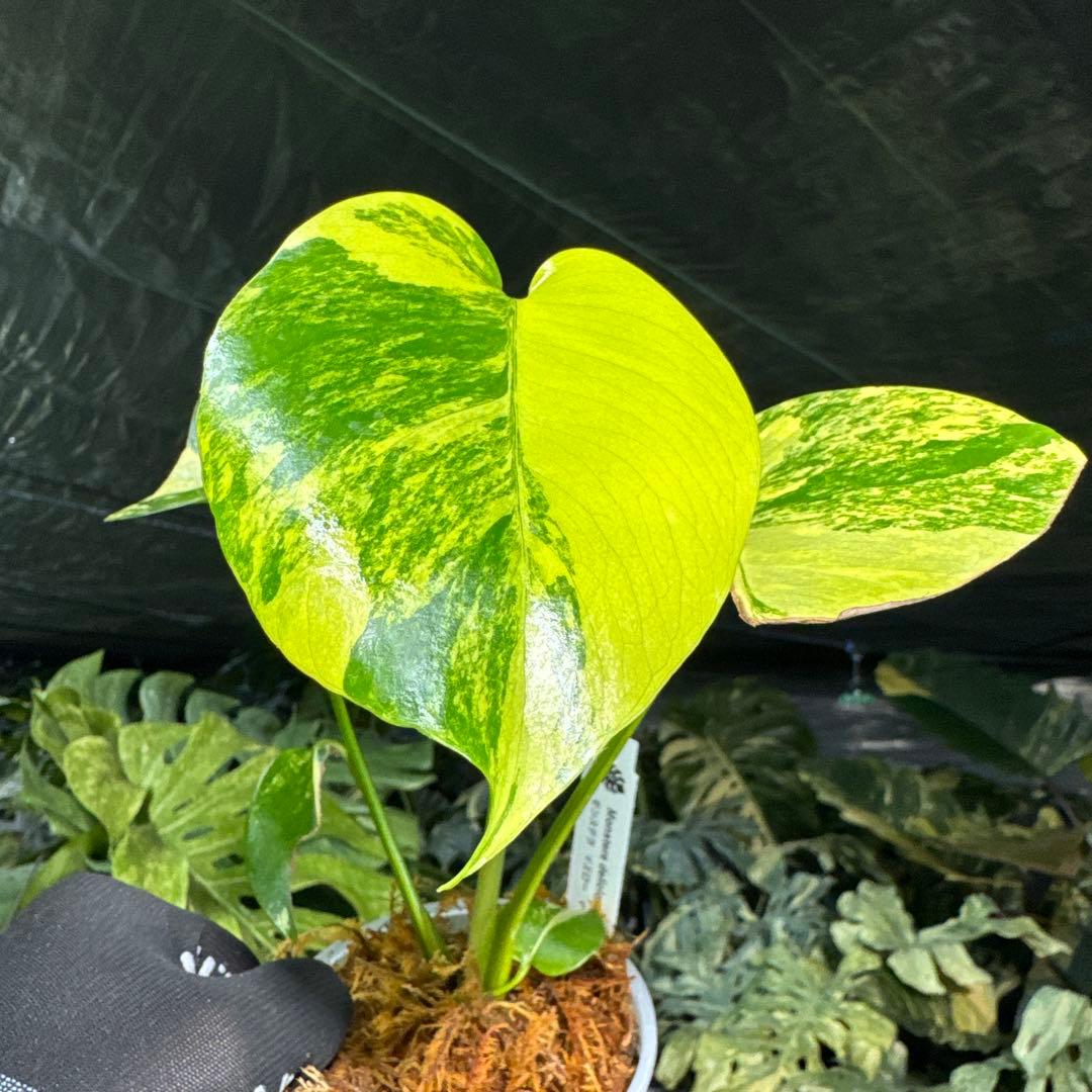 MRY1モンステラ デリシオーサ イエローマリリン 黄斑入り - メルカリ