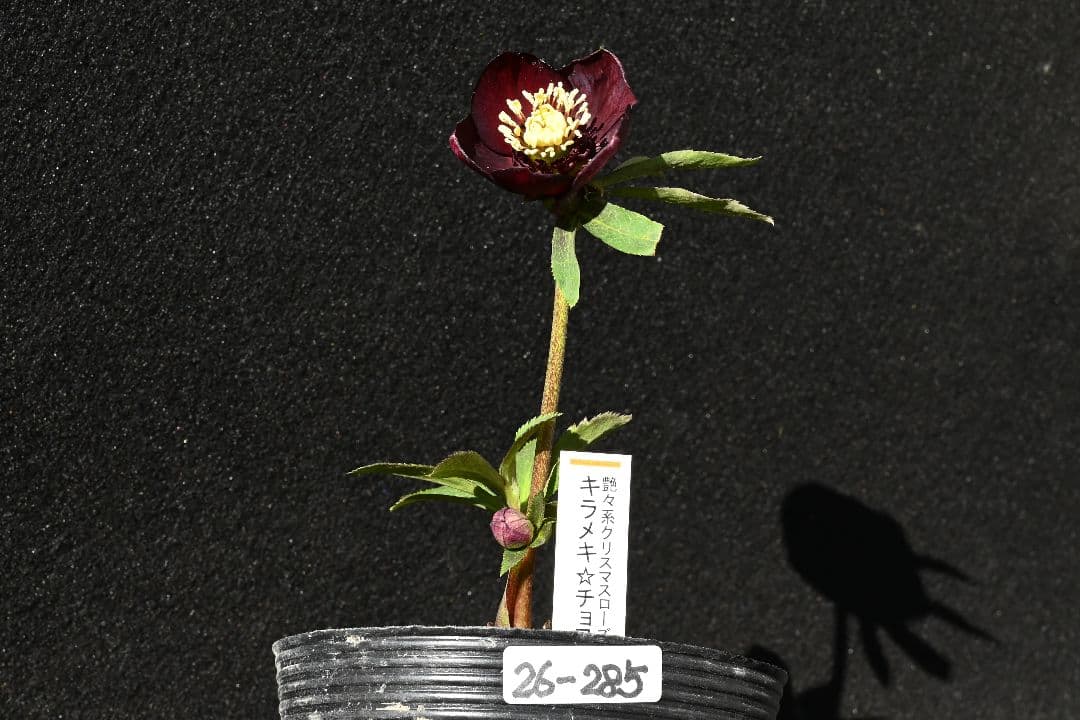 クリスマスローズ 最新花！sdキラメキ✩チョコレート 加藤農園