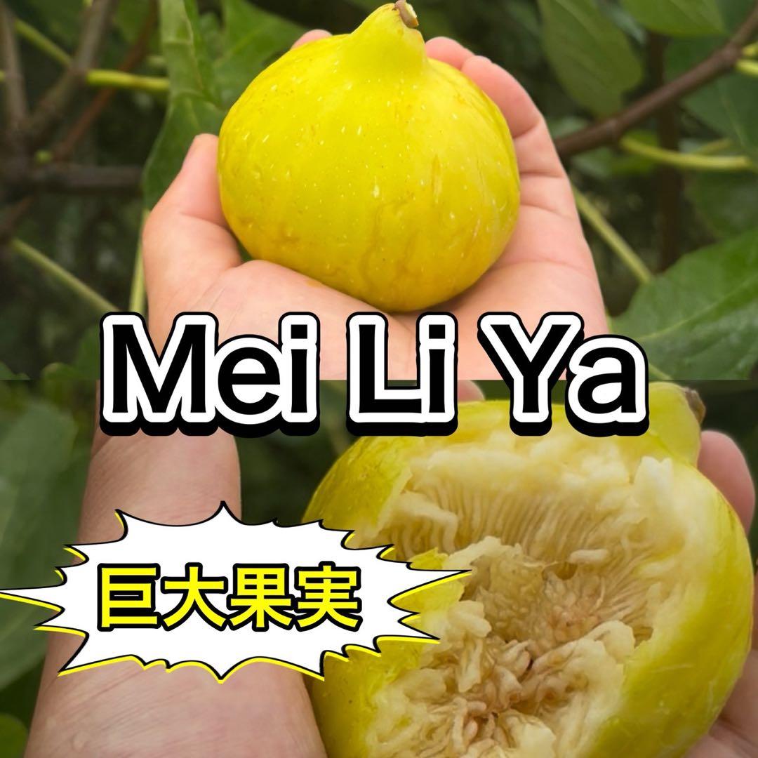 イチジク【穂木】の販売【品種名】 Mei Li Ya メイリーヤー穂木 2本
