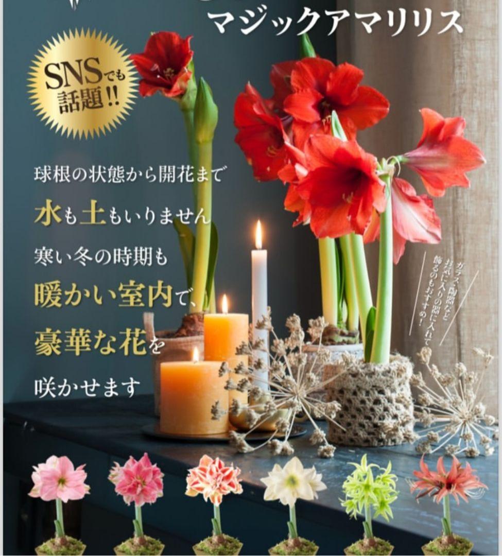 様 59山野草 カタクリソウ白花系1球