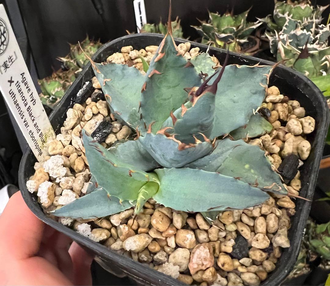 アガベハイブリッド BB×エボリスピナ仔株（ジェレミー株） - メルカリ