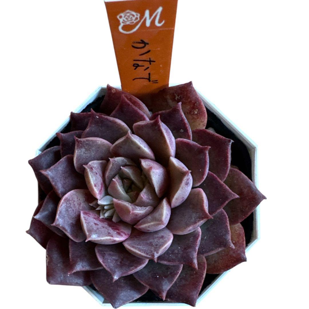 miyaさん苗 命名株 かなで 札付き 希少⑤ - メルカリ