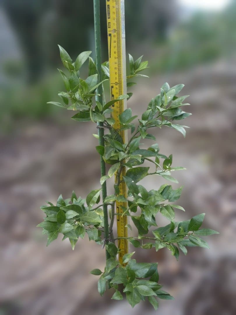 湘南ゴールド 果樹苗木 約70cm - メルカリ