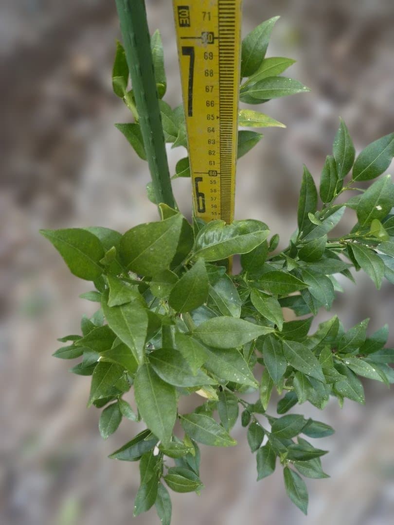 湘南ゴールド 果樹苗木 約70cm - メルカリ