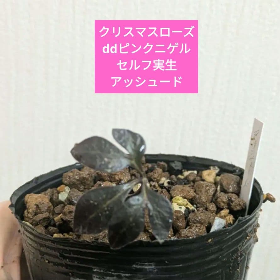 クリスマスローズ dd ピンク ニゲル アッシュードセルフ実生2年3号