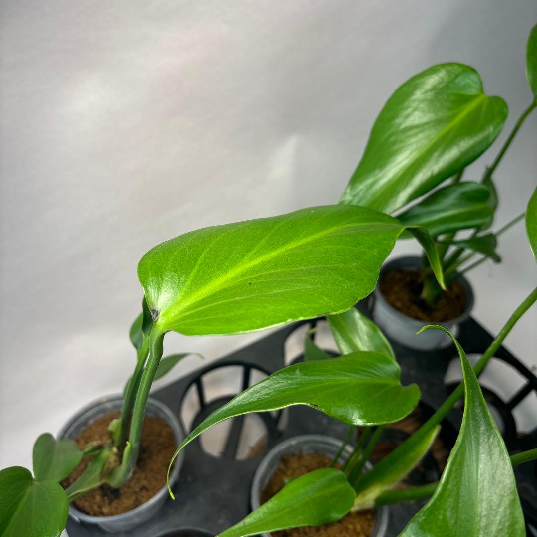 S*T様 5株セットms37モンステラ バールマルクスフレーム