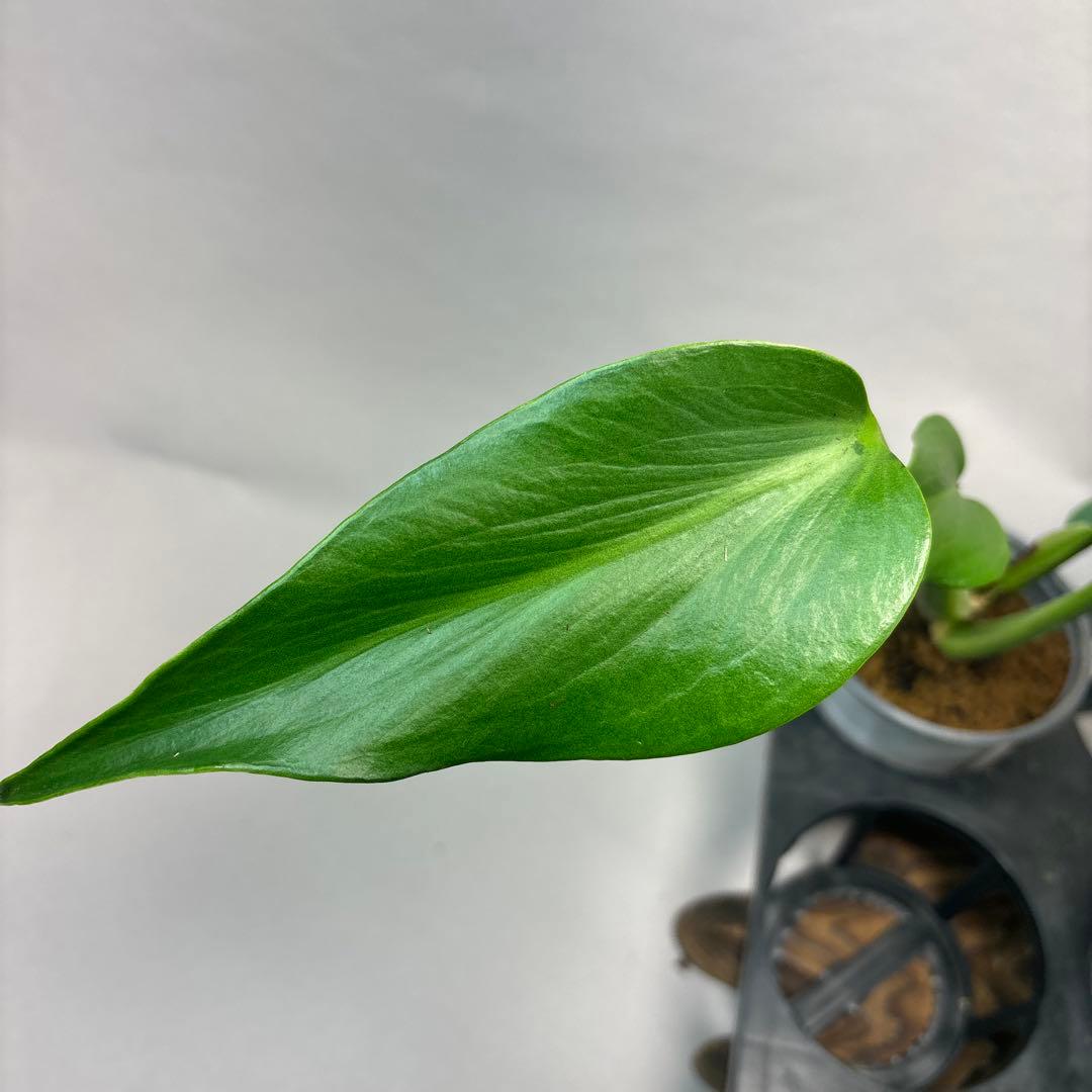 S*T様 5株セットms37モンステラ バールマルクスフレーム