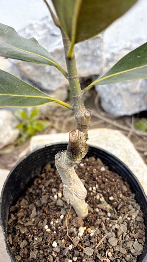 花芽付き♡リトルジェム64cm(鉢底から) - メルカリ