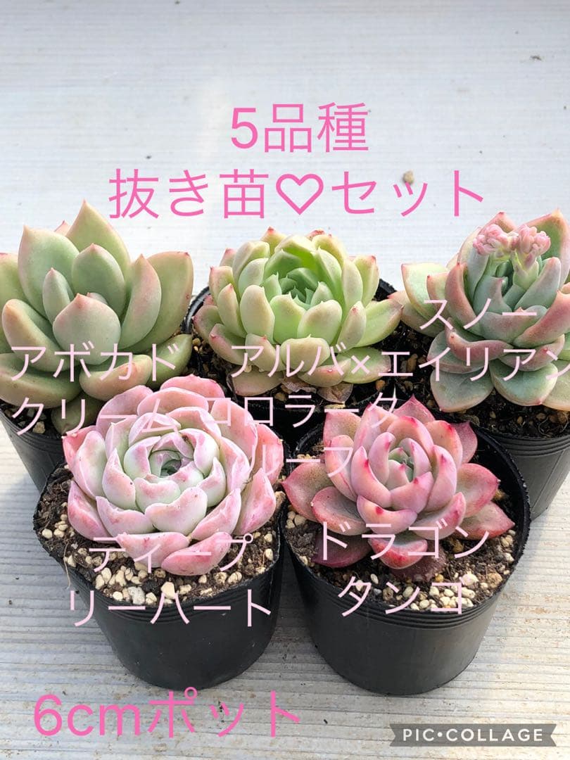 多肉植物 5品種♡抜き苗セット - メルカリ