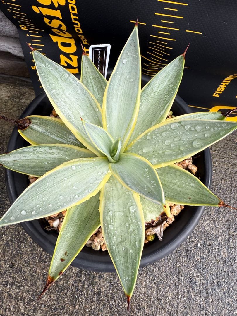 アガベ デスメティアーナ ブルームーン 銀河旅人 - メルカリ