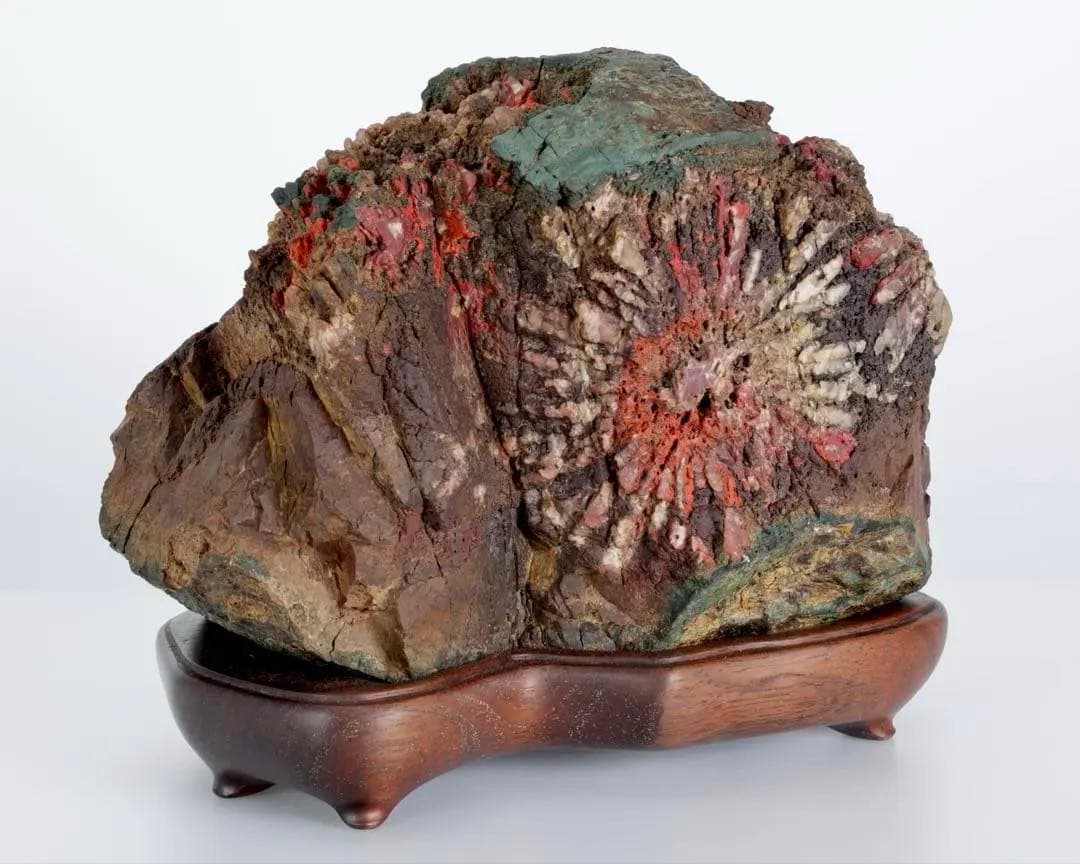 天覧 天然菊花石 大輪 6.5kg 台座付 鑑賞石 盆石 水石 自然石 美石