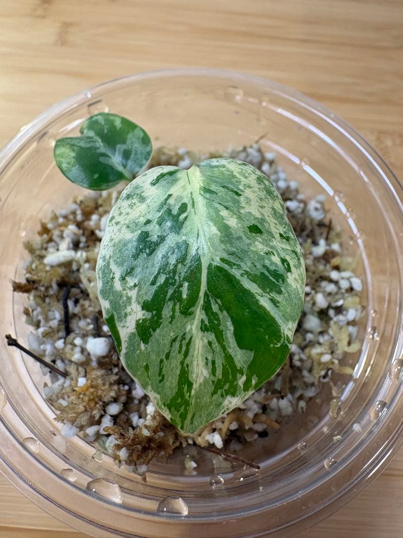 モンステラ デリシオーサ バルバソー - メルカリ