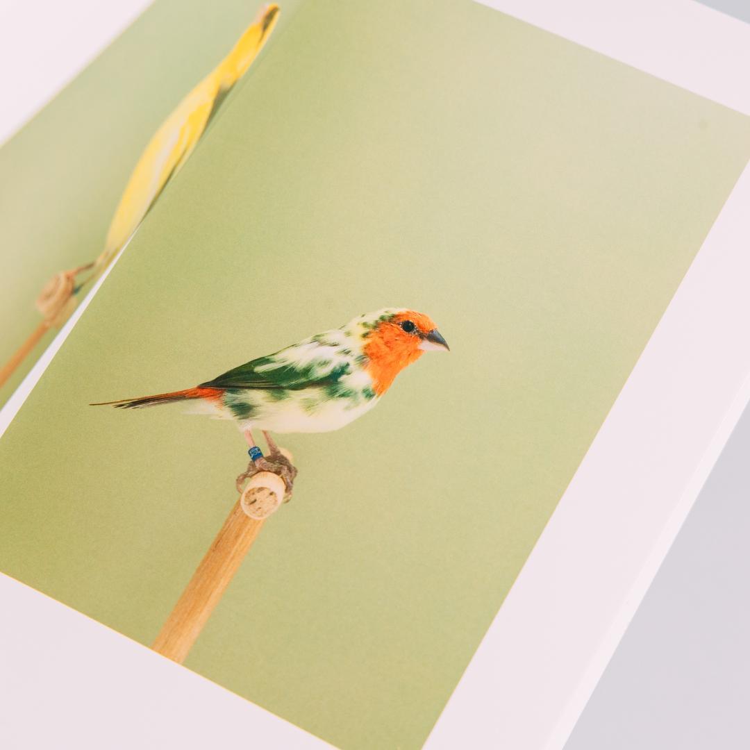 【美品】Luke Stephenson 作品集【希少本】