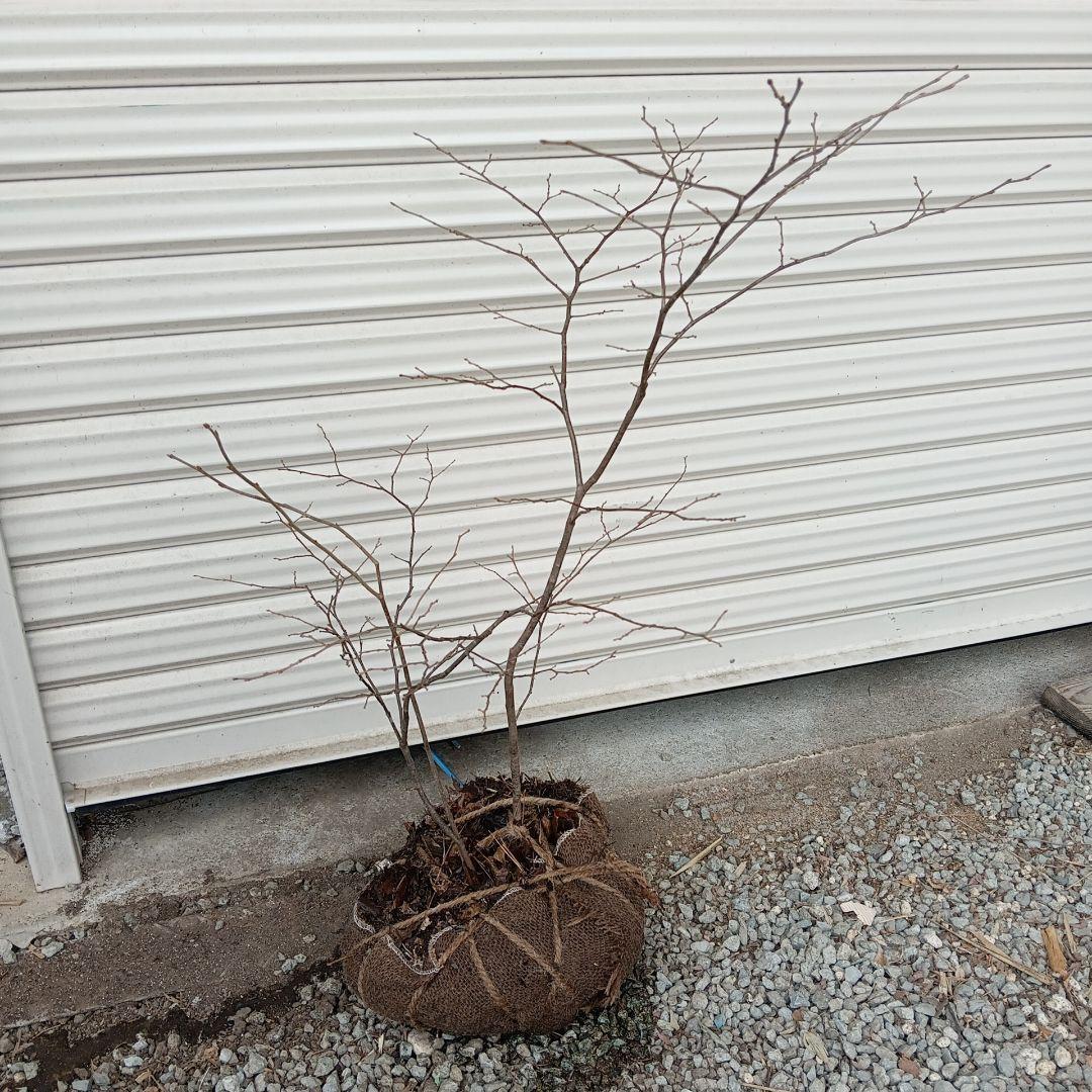 ナツハゼ 3本立ち 山採り - メルカリ