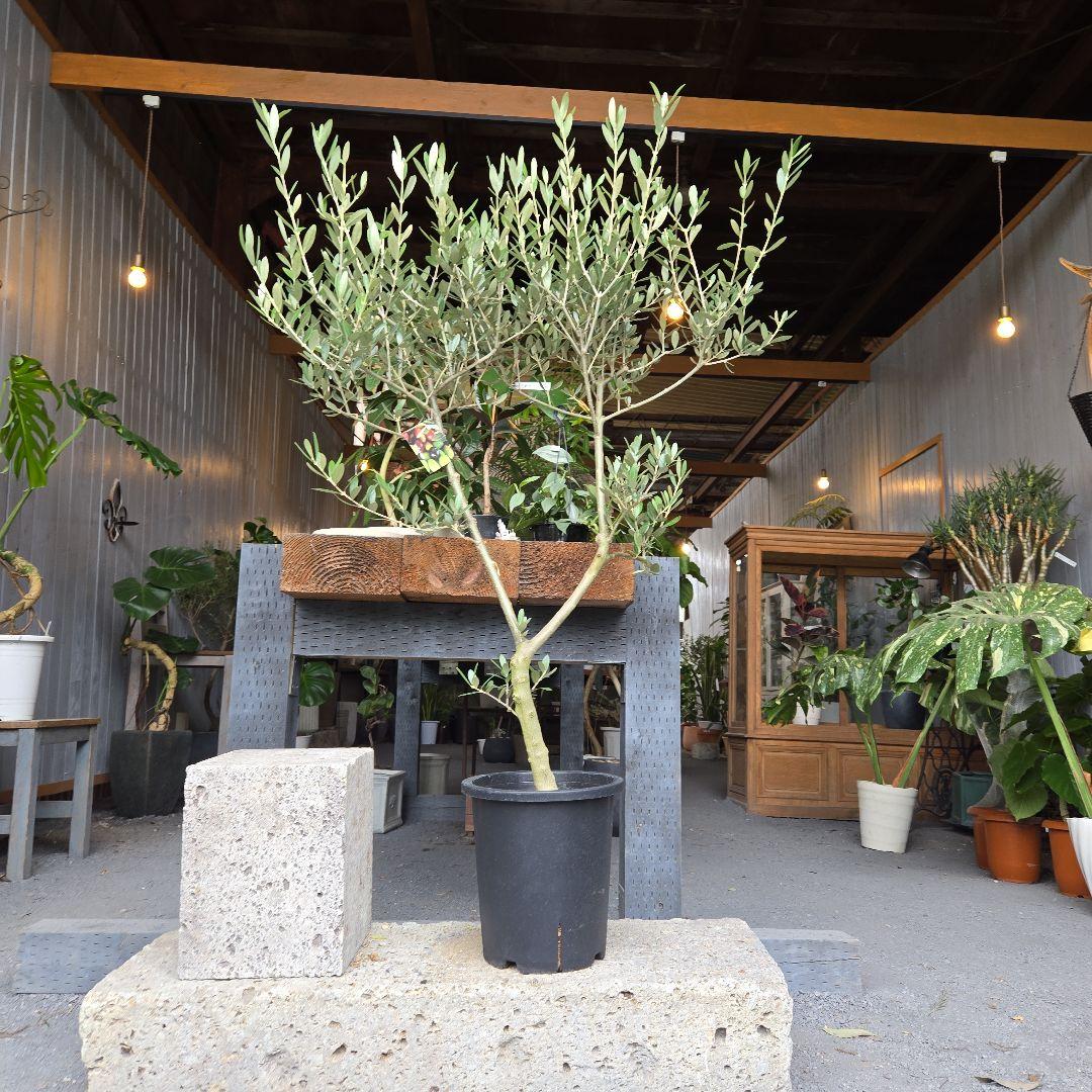 ブルーベリー苗 3.5号ポット50本セット②