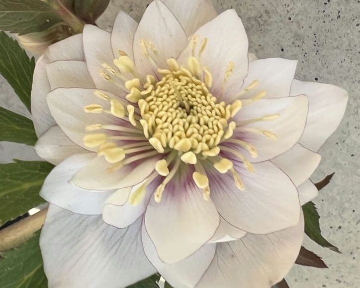 クリスマスローズ ウィンターシンフォニー 静 dd 整形 - メルカリ