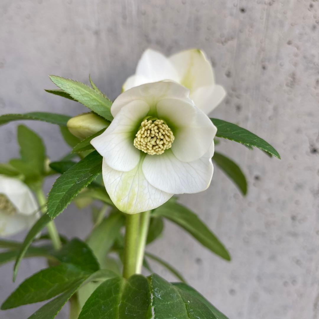 おまとめ2点　meroron＊mama様