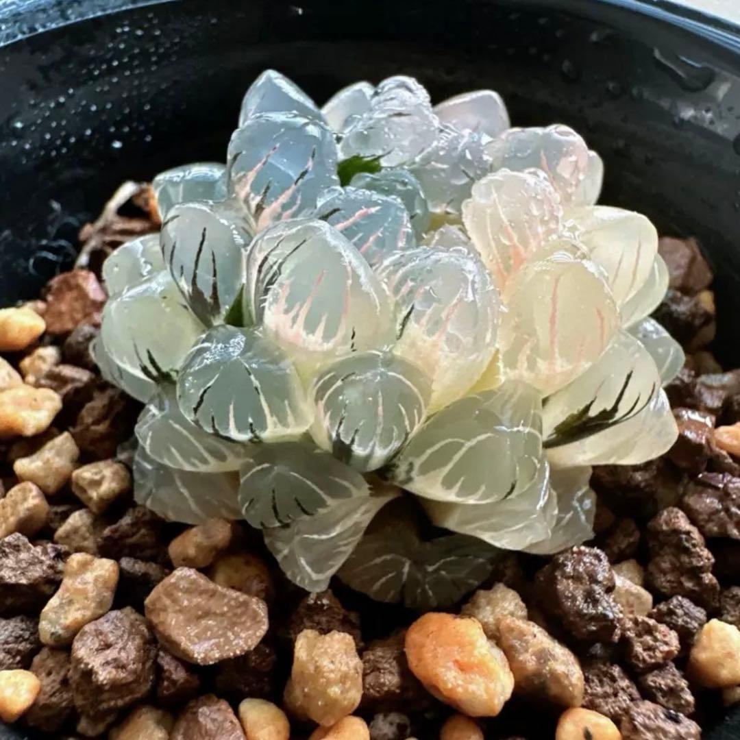 S*K様 多肉植物 ハオルチア 姫オブツーサ錦 陰陽錦 超美品 - メルカリ