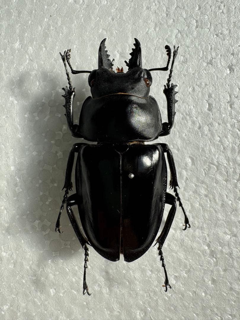 コンゴ産 オリエンタリスオオツノハナムグリ 3 93mmの通販はau PAY