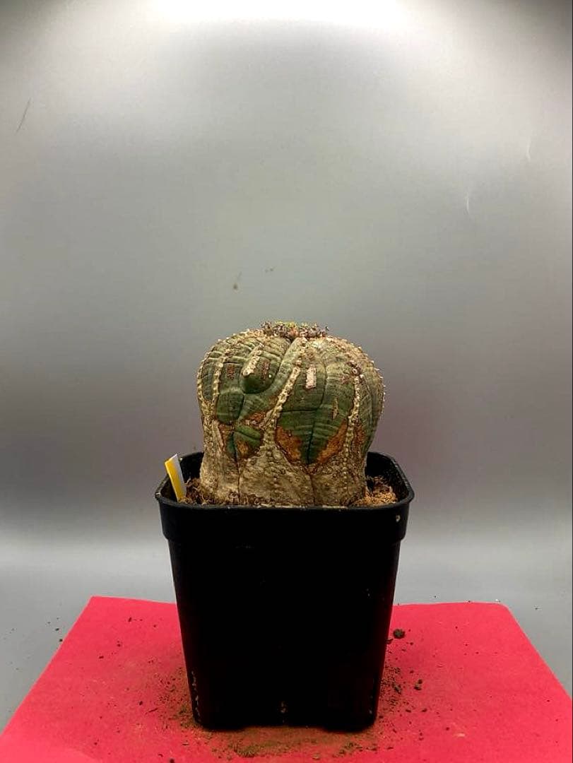 《3号WY》ユーフォルビア　オールド　オベサ　雌株