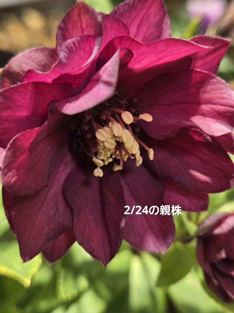 最新写真 クリスマスローズ シャルウィダンス赤 若泉ファーム - メルカリ