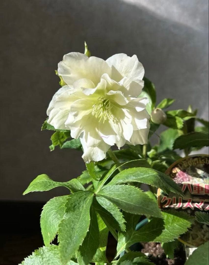 新春価格‼️クリスマスローズの苗、3苗セット ゆうパケットミニ便発送