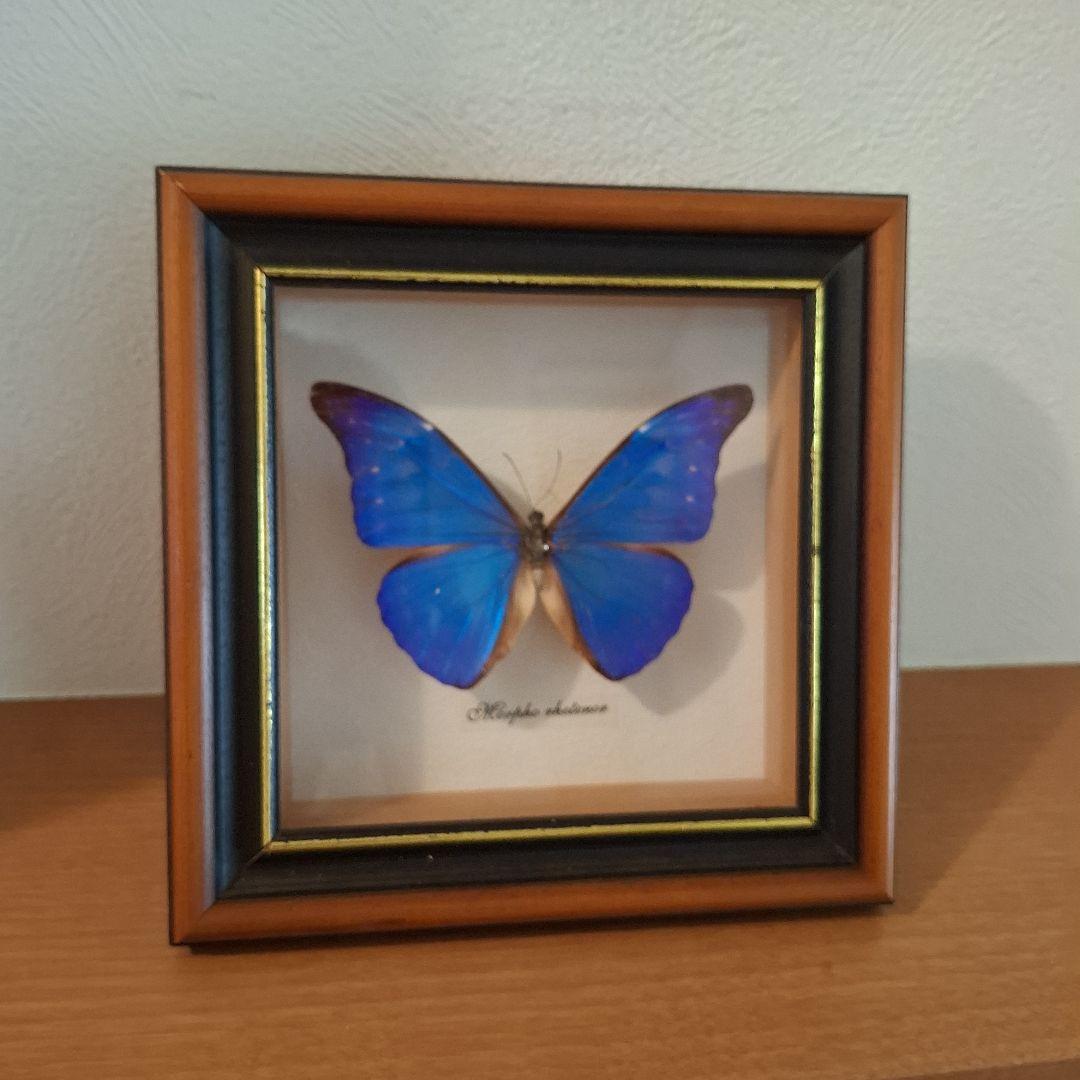 Morpho rhetenor蝶 レテノールモルフォ 標本 - メルカリ