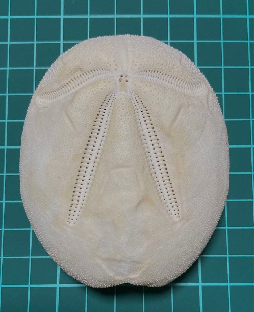 オオブンブク ブンブク ウニ ウニ殻 標本 - メルカリ