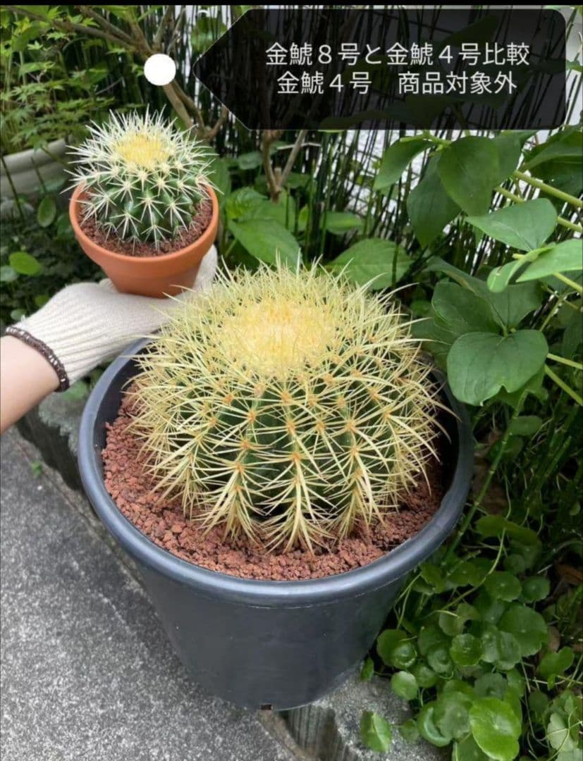 金鯱 サボテン キンシャチ 8号 ロックガーデン 逸品 観葉植物 エキノ