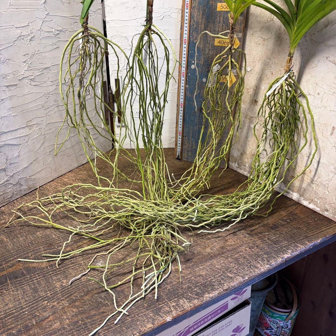 特選】 洋蘭 バンダ 4種4株 サンチャイゴールドスポット - メルカリ