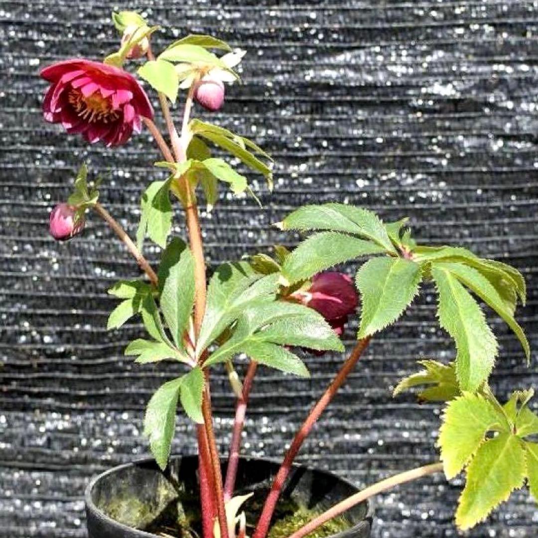 u*0様 ☘️❤️複数❤️蕾付き☘️3376⭐️ぼかし⭐️オーレア⭐️フラッシュ