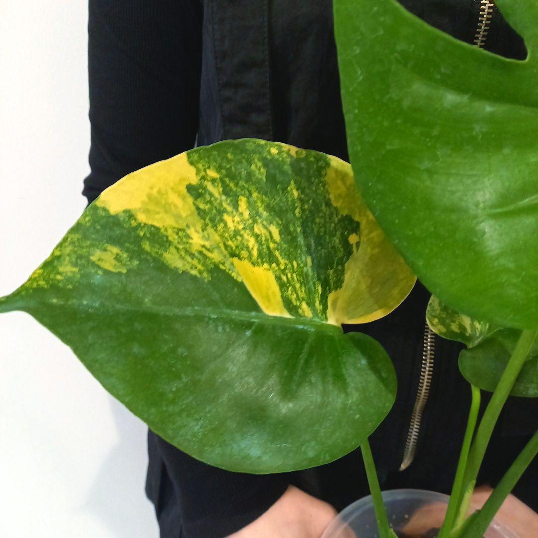 モンステラ デリシオーサ ポンポン - メルカリ