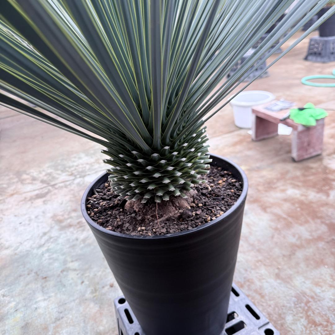 AL1204】ユッカ ロストラータ ランチョブルー（品種名）極太 - メルカリ