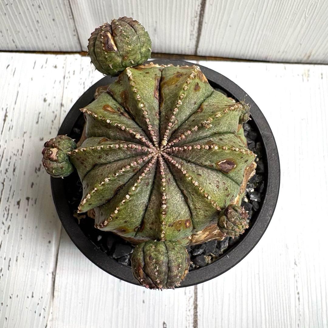 特選極上大株】ユーフォルビア オベサ 木質化 発根済み 鉢ごと発送