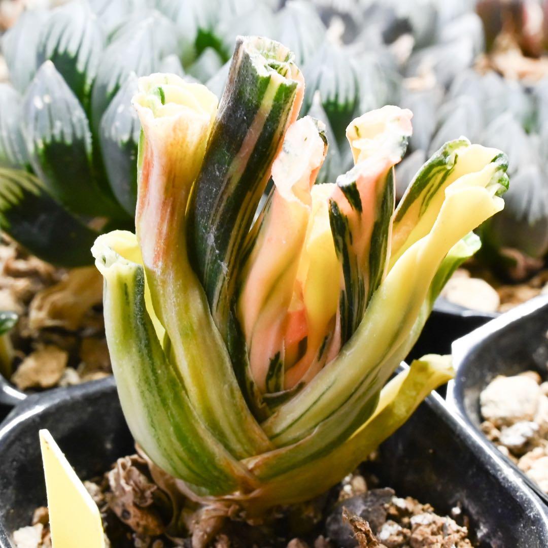 ハオルチア 北斎錦 極上斑 - メルカリ