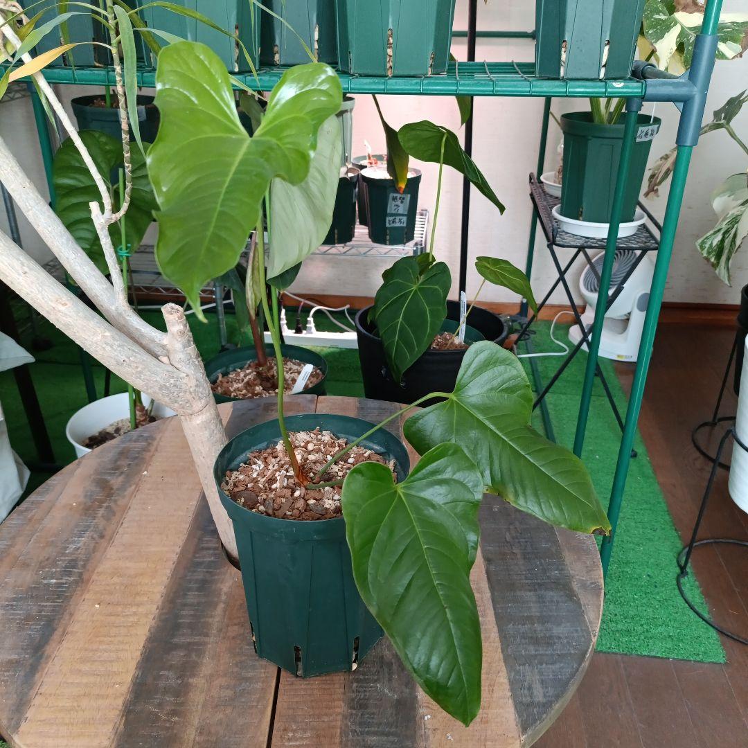 Anthurium Ivanportillae アンスリウムイヴァンポルティラエ - メルカリ